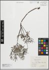 Foto von Salix repens L.